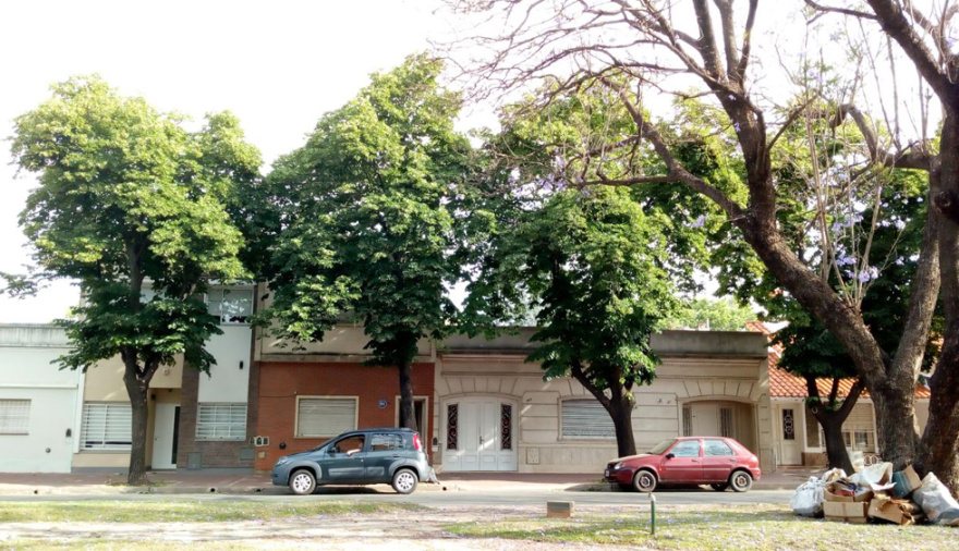 El perfume que anuncia el fin de año: cuando los tilos despiertan la memoria de Junín