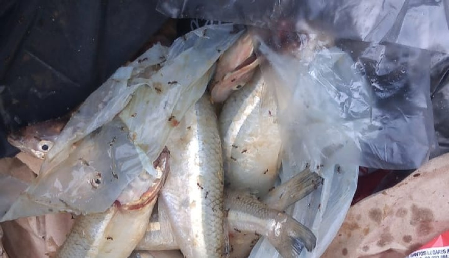 Arrojan pejerreyes a la basura: desde el Municipio de Junín advierten sobre prácticas indebidas y refuerzan el cuidado