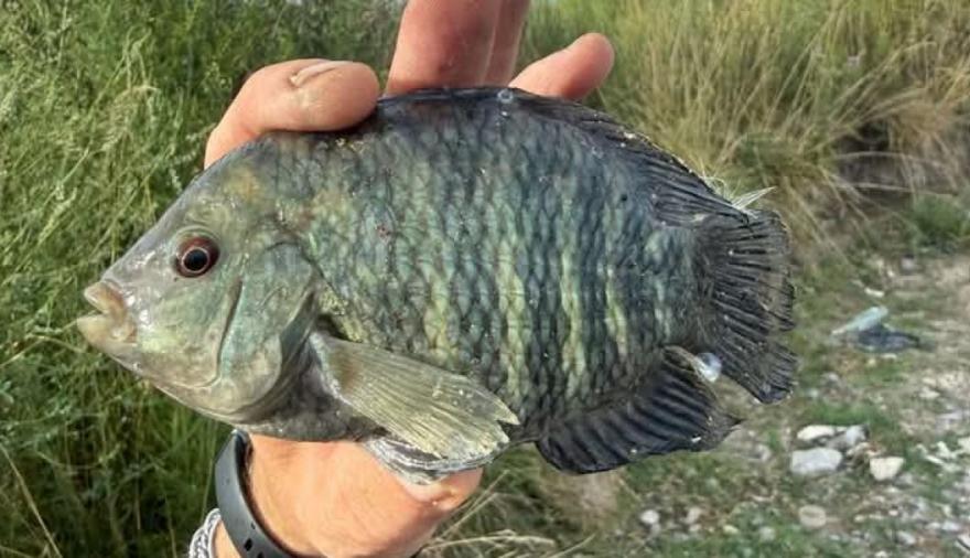 Inusual pesca de una chanchita en Junín llamó la atención de pescadores
