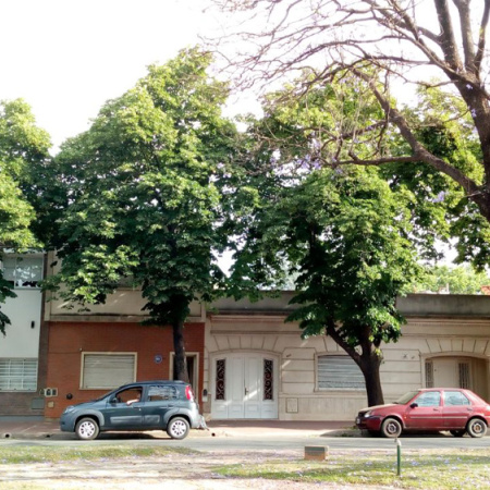 El perfume que anuncia el fin de año: cuando los tilos despiertan la memoria de Junín