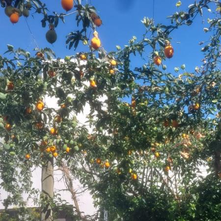 El mburucuyá silvestre en Junín: el fruto de la pasiflora que florece con la llegada del calor