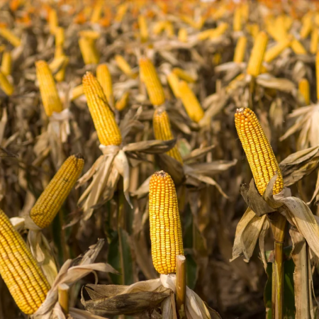 Proyectan una cosecha récord de 62 millones de toneladas de maíz