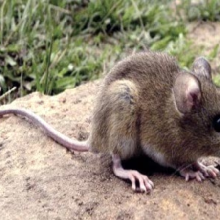 Alerta y prevención: refuerzan medidas ante el aumento de casos de hantavirus