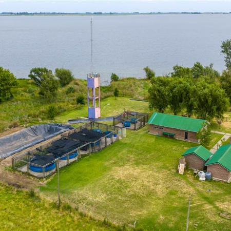 Tras más de cuatro años de sequía y siembra, volvió el pejerrey a las lagunas de Junín