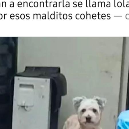 Año Nuevo: decenas de perros se perdieron en Junín debido a los fuegos artificiales sonoros