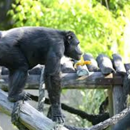 Tristeza: murió Tomy, el histórico chimpancé del ex Zoológico de La Plata