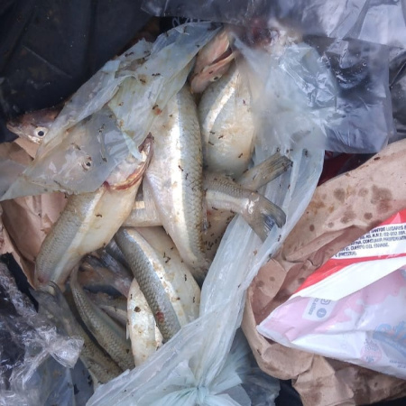 Arrojan pejerreyes a la basura: desde el Municipio de Junín advierten sobre prácticas indebidas y refuerzan el cuidado