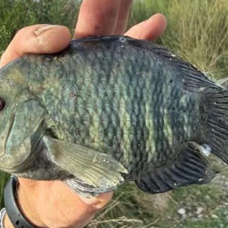 Inusual pesca de una chanchita en Junín llamó la atención de pescadores