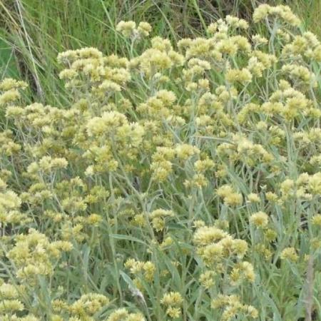 Hierbas medicinales y comestibles: las plantas silvestres que curan, alimentan y crecen en Junín y la región