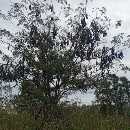 De plaga forestal a alimento: investigan el uso comestible de la acacia negra que crece en Junín y la Región