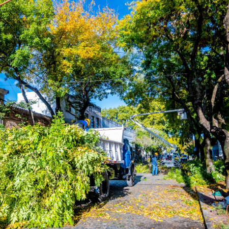 El Gobierno de Junín puso en marcha el plan de poda para el mantenimiento del arbolado
