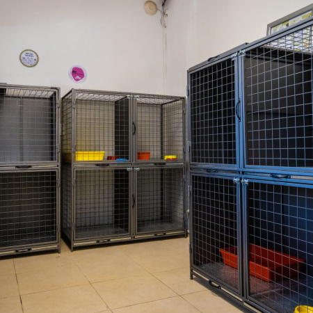 Junín suma infraestructura en Zoonosis con un sector exclusivo para felinos