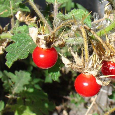 Dos “tomates” silvestres que crecen en Junín: entre la maleza, la medicina popular y la gastronomía