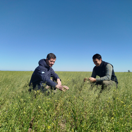 Realizaron ensayos de cultivo de camelina en Junín, una oleaginosa que impulsa el combustible del futuro