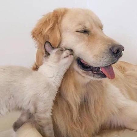 Inédito en Junín: la Mutual San Felipe amplió la cobertura para mascotas y ya cuenta con tres veterinarias adheridas