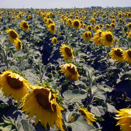 El girasol se posiciona como nueva estrella del agro argentino