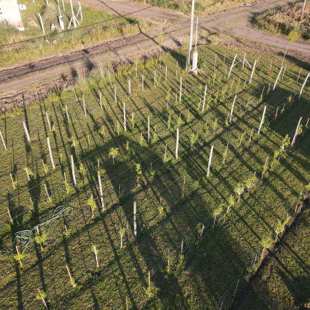 El viñedo que nació camino a la Laguna de Gómez, principal corredor turístico de Junín