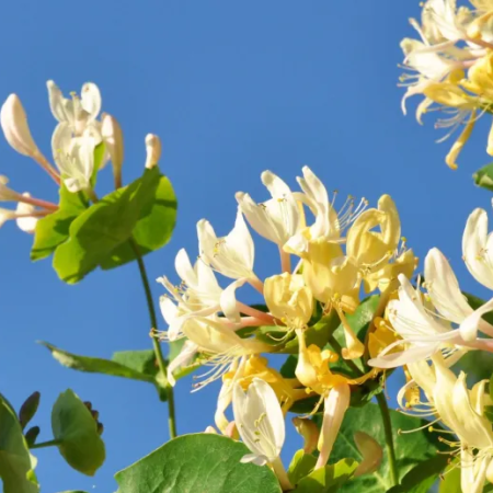 Los olores de la primavera: perfumes de la llanura que despiertan recuerdos en Junín y la Región