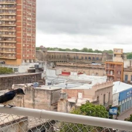 Empiezan a llegar las primeras golondrinas migratorias a Junín y la Región tras viajar miles de kilómetros desde Norteamérica